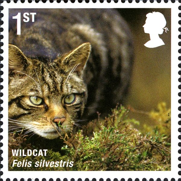 Wildcat (Felis silvestris)