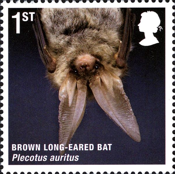 Brown Long-eared Bat (Plecotus auritus)
