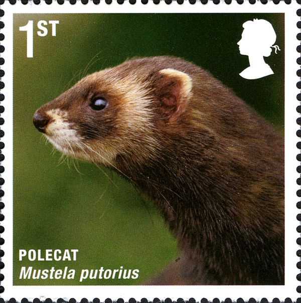 European Polecat (Mustela putorius)