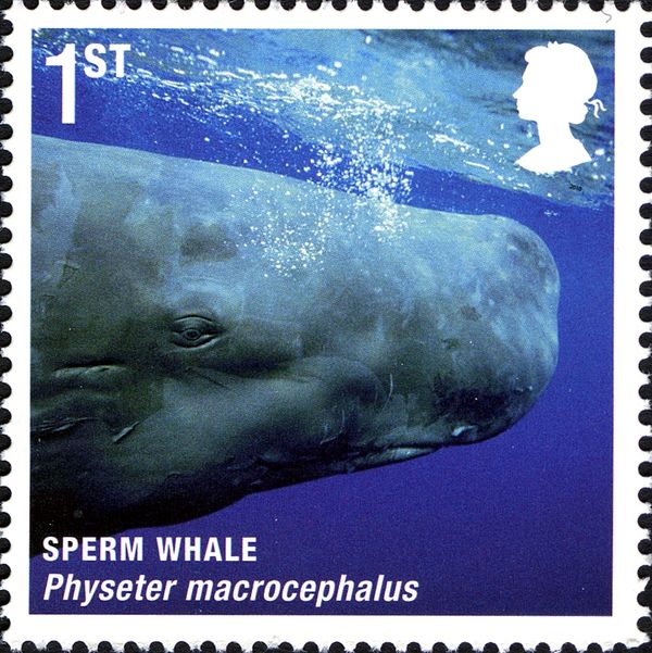 Sperm Whale (Physeter macrocephalus)