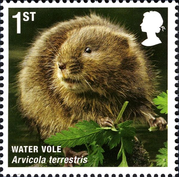 Eurasian Water Vole (Arvicola terrestris)