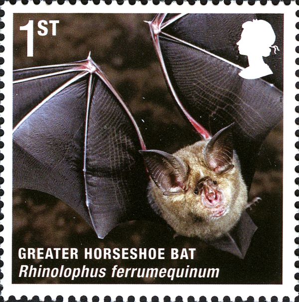 Greater Horseshoe Bat (Rhinolophus ferrumequinum)