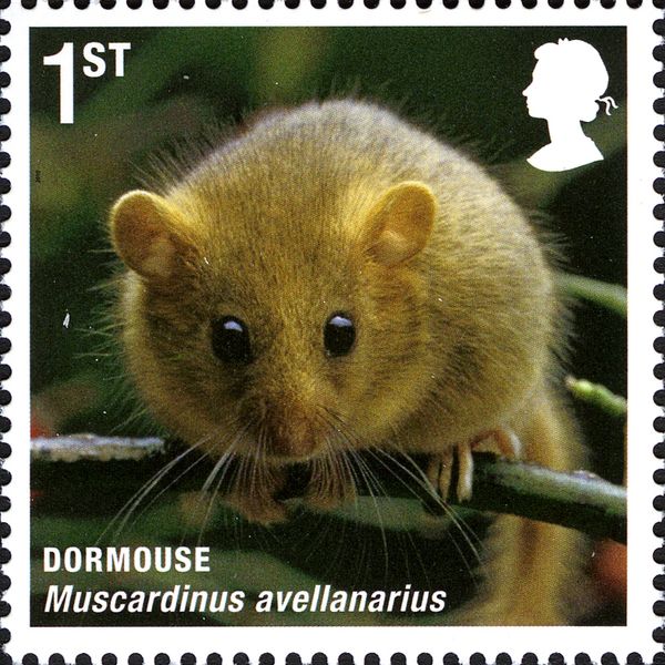 Hazel Dormouse (Muscardinus avellanarius)