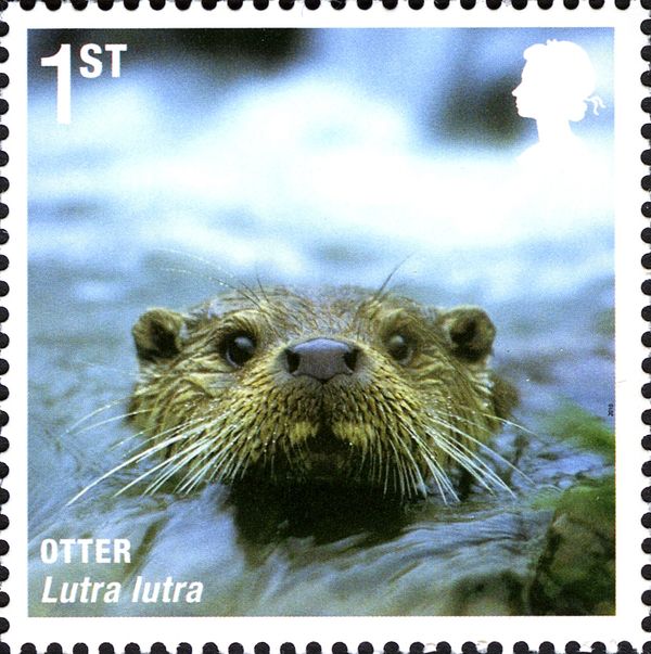 Eurasian Otter (Lutra lutra)