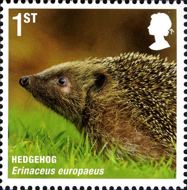 West European Hedgehog (Erinaceus europaeus)