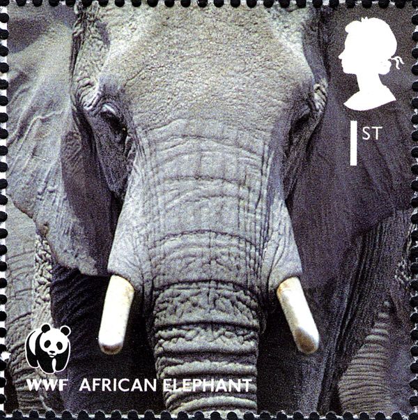 African Elephant (Loxodonta africana)