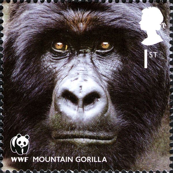 Mountain Gorilla (Gorilla beringei beringei)