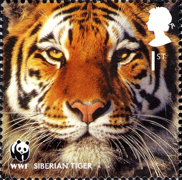 Siberian Tiger (Panthera tigris altaica)