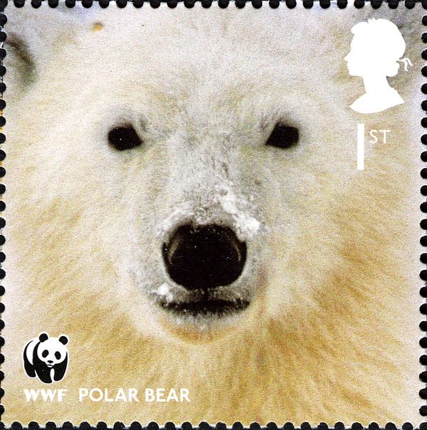 Polar Bear (Ursus maritimus)