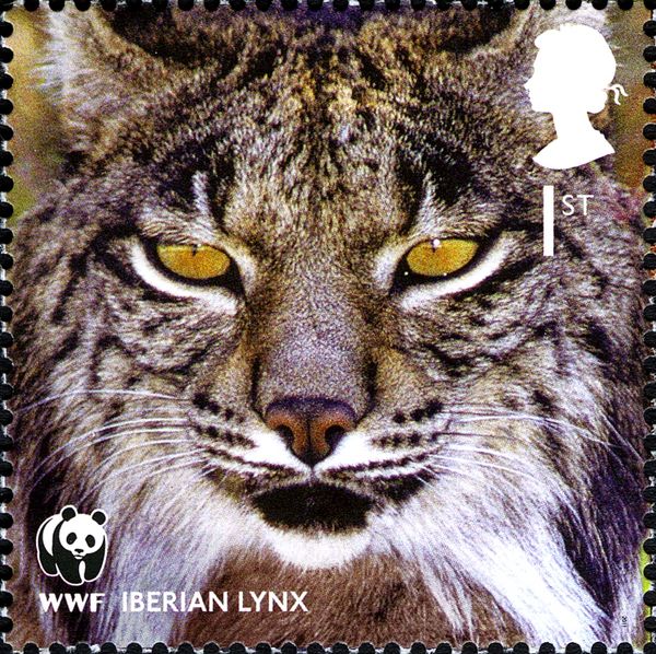 Iberian Lynx (Lynx pardinus)