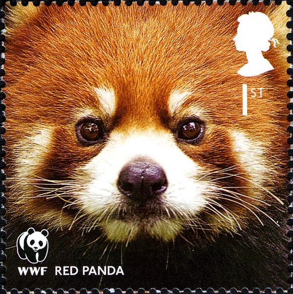 Red Panda (Ailurus fulgens)