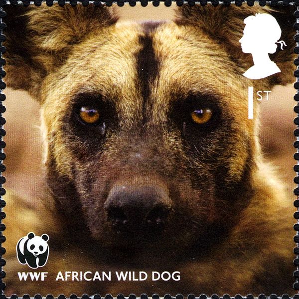 African Wild Dog (Lycaon pictus)