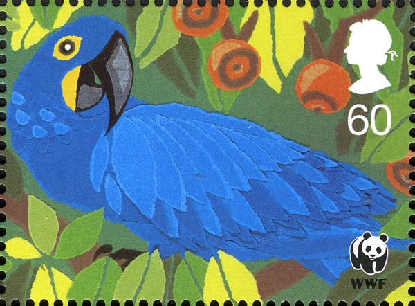 Hyazinth Macaw (Anodorhynchus hyacinthinus)