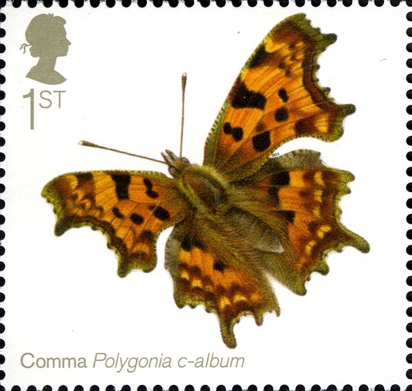 Comma Butterfly (Polygonia c-album)