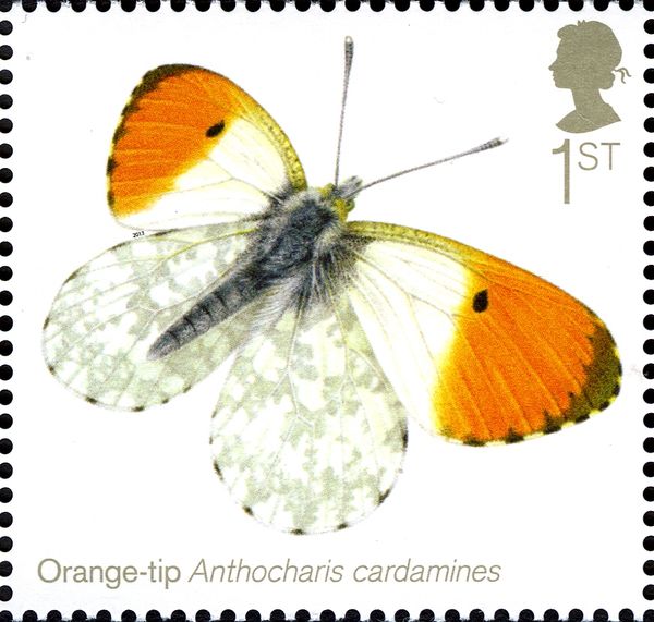 Orange Tip (Anthocharis cardamines)