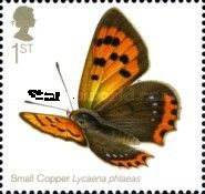 Small Copper (Lycaena phlaeas)