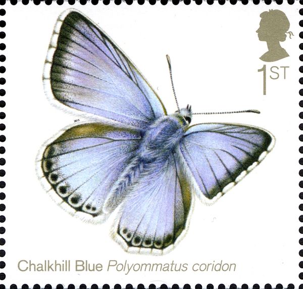 Chalkhill Blue (Polyommatus coridon) 
