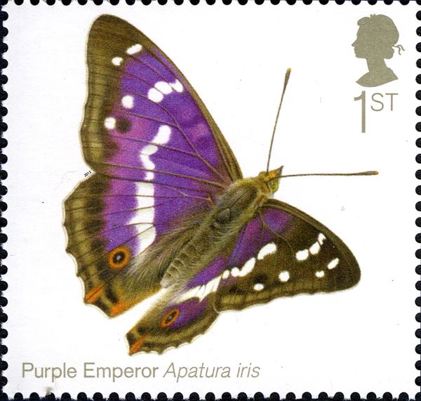 Purple Emperor (Apatura iris)