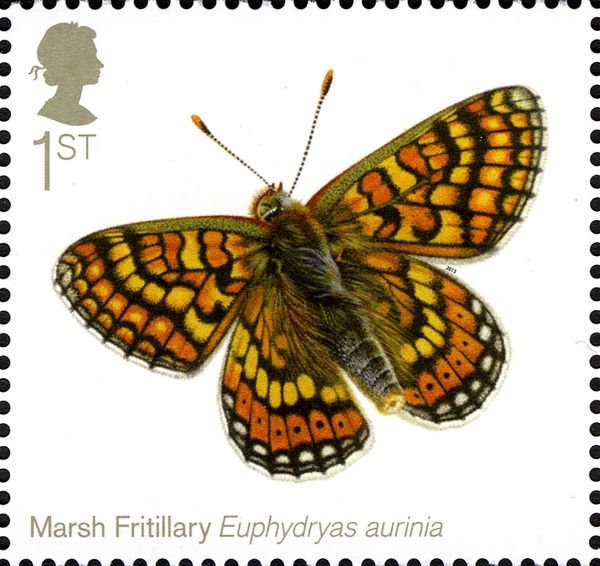 Marsh Fritillary (Euphydryas aurinia)
