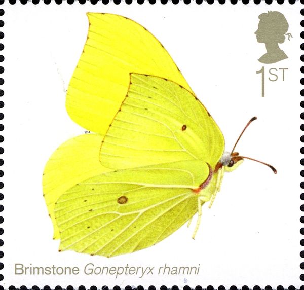 Brimstone (Gonopteryx rhamni)