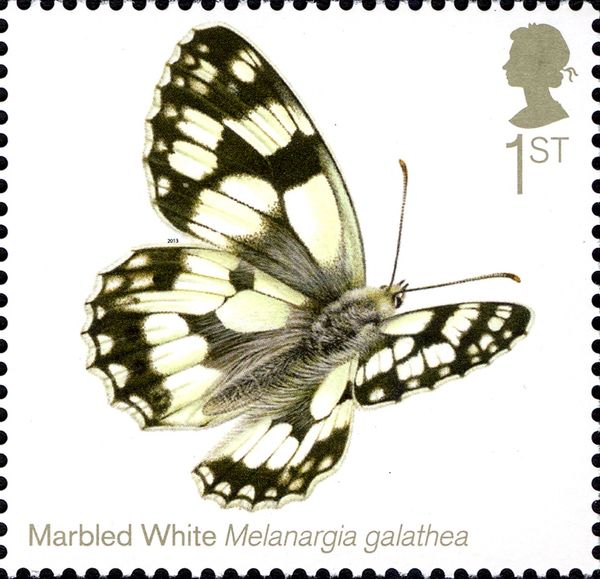 Marbled White (Melanargia galathea)