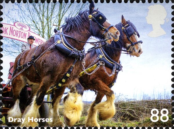 Dray Horses