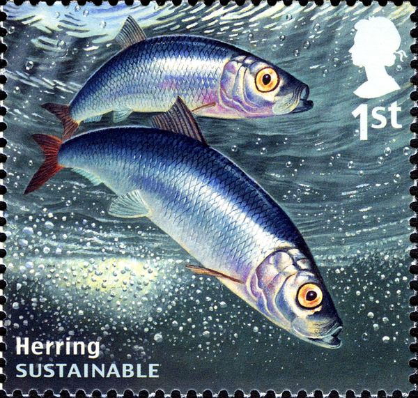 Atlantic Herring (Clupea harengus)