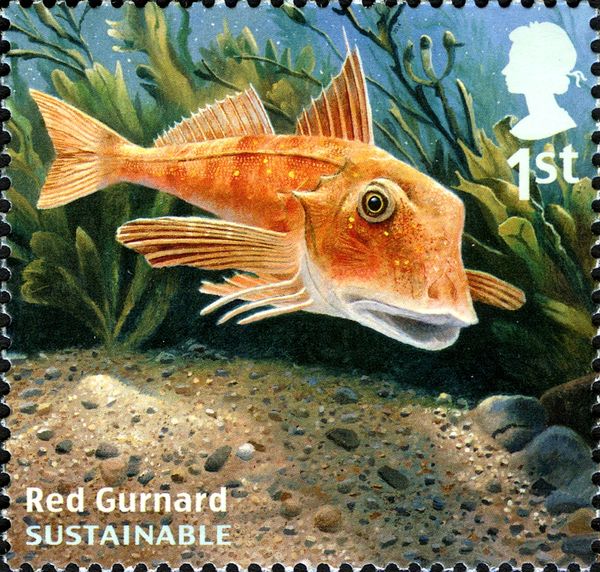 Red Gurnard (Chelidonichthys lucernus) 