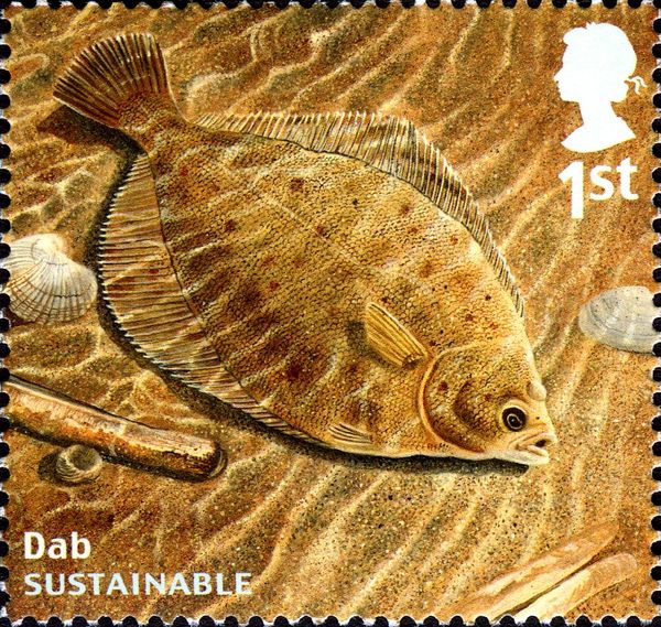 Common Dab (Limanda limanda)