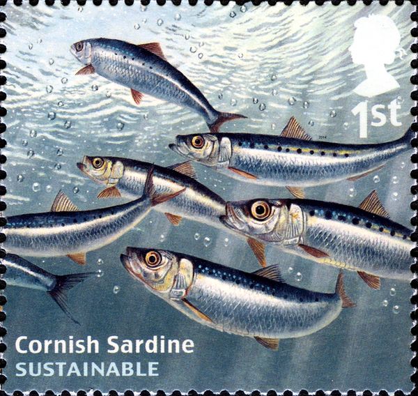 Cornish Sardine (Sardina pilchardus)