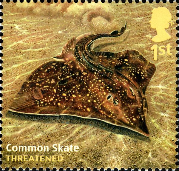 Common Skate (Dipturus batis)