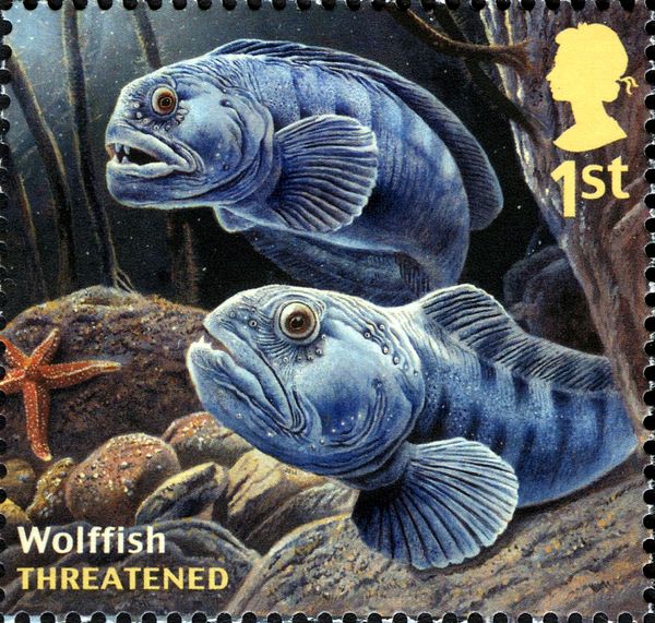 Atlantic Wolffish (Anarhichas lupus)