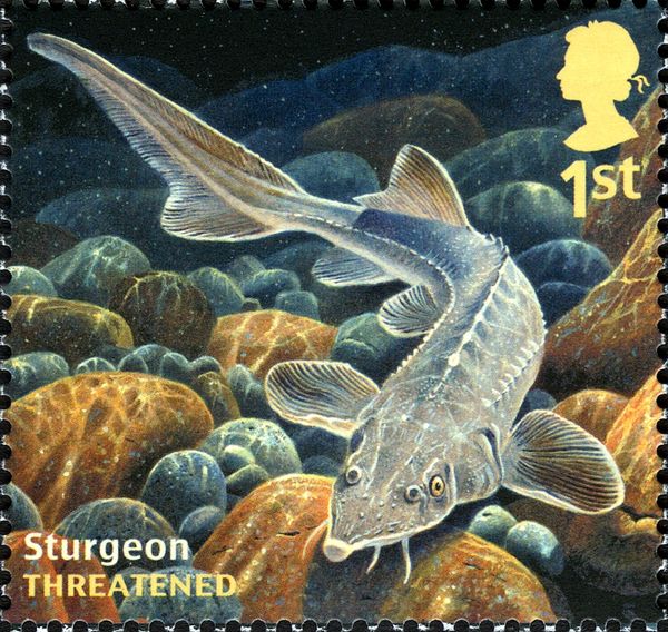 European Sea Sturgeon (Acipenser sturio)