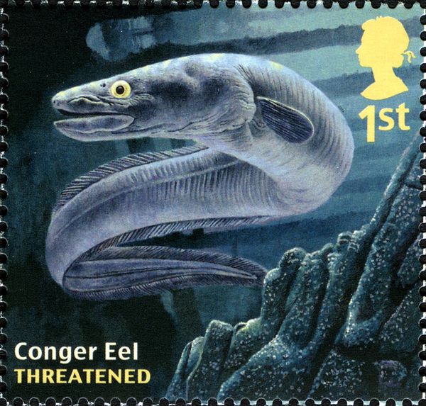 European Conger (Conger conger)
