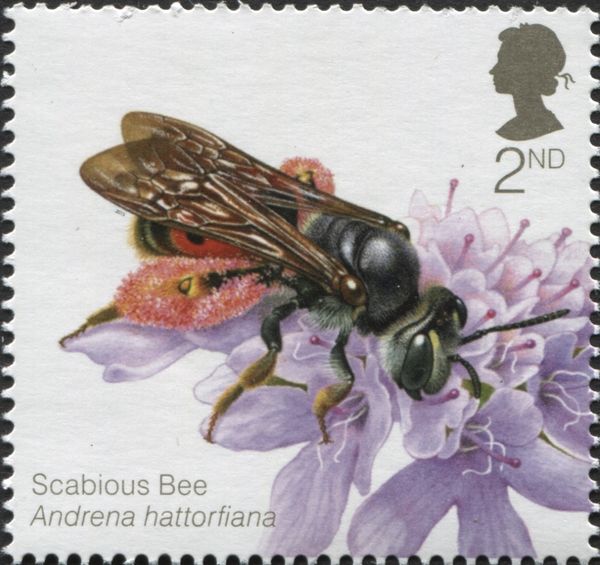 Scabious Bee (Andrena hattorfiana)