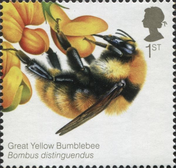Great Yellow Bumblebee (Bombus distinguendus)