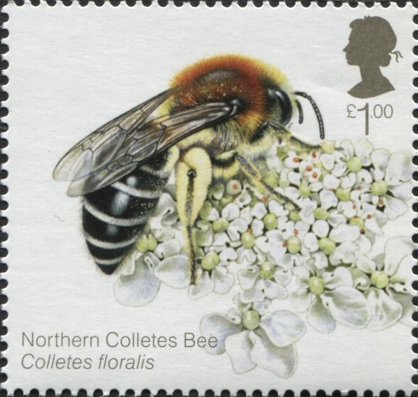 Northern Colletes Bee (Coletes floralis)