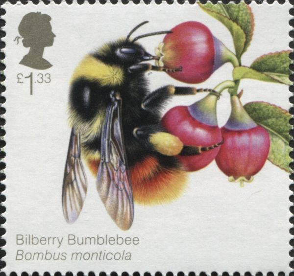 Bilberry Bumblebee (Bombus monticola)
