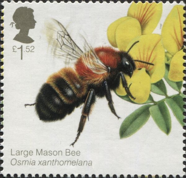 Large Mason Bee (Osmia xanthomelana)
