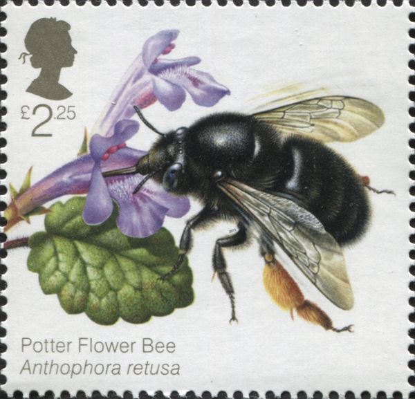 Potter Flower Bee (Anthophora retusa)