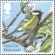 Great Tit (Parus major)