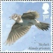 Skylark (Alauda arvensis)