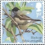 Eurasian Blackcap (Sylvia atricapilla)