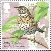 Song Thrush (Turdus philomelos)