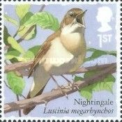 Common Nightingale (Luscinia megarhynchos)
