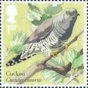 Common Cuckoo (Cuculus canorus)