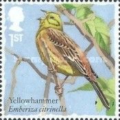 Yellowhammer (Emberiza citrinella)