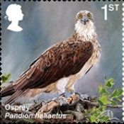Osprey (Pandion haliaetus)