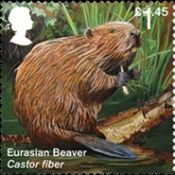 Eurasian Beaver (Castor fiber)