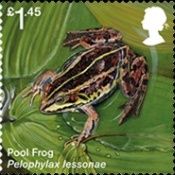 Pool Frog (Pelophylax lessonae)